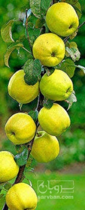 فروش سیب زرد