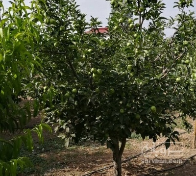 فروش سیب تابستانه