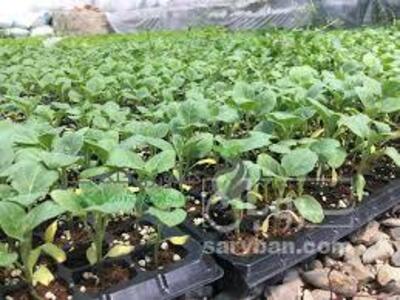 فروش نشا بادمجان
