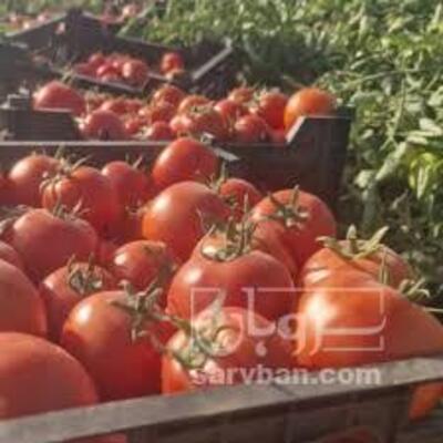 فروش گوجه فرنگی