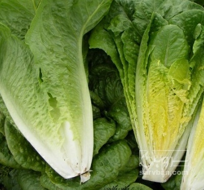 فروش کاهو ایرانی - رومانو