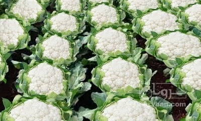 فروش گل کلم