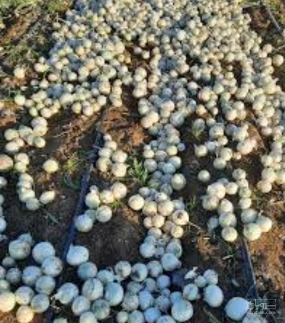 فروش پیازسفید