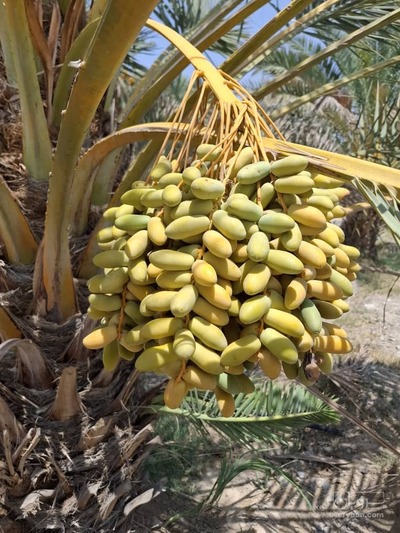 فروش خرما عبدالهی