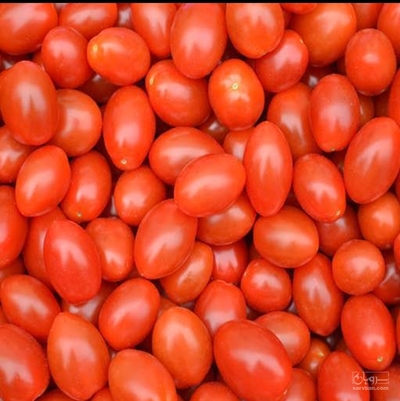 فروش گوجه فرنگی