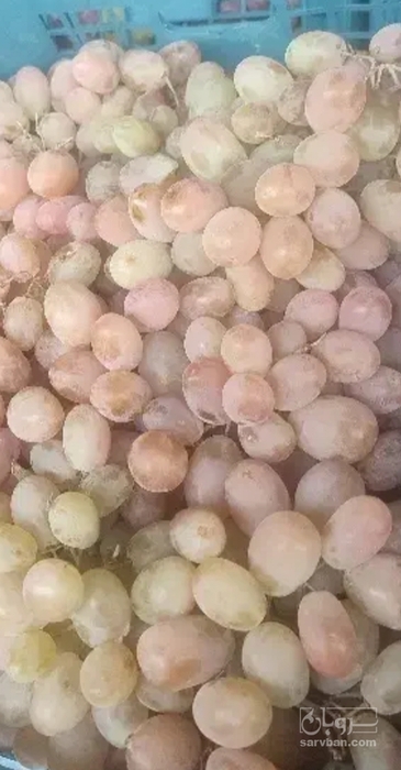 فروش انگور