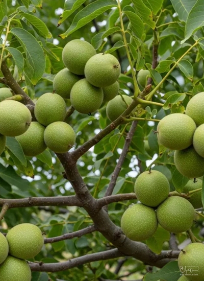 فروش گردو