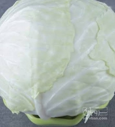 فروش کلم برگی سفید