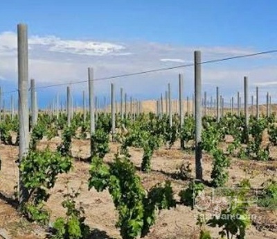 فروش انگور فخری