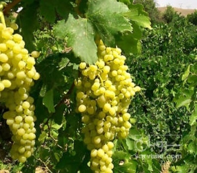 فروش انگور عسگری