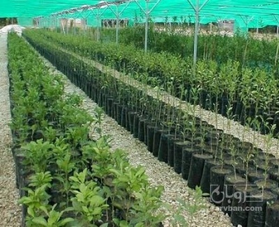 فروش نهال انار