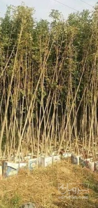 فروش نهال هلو