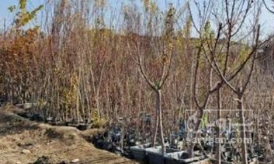 فروش نهال گیلاس