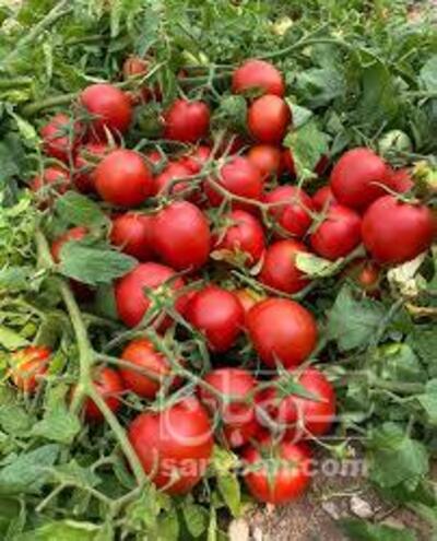 فروش گوجه فرنگی