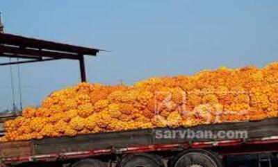 فروش تفاله پرتقال