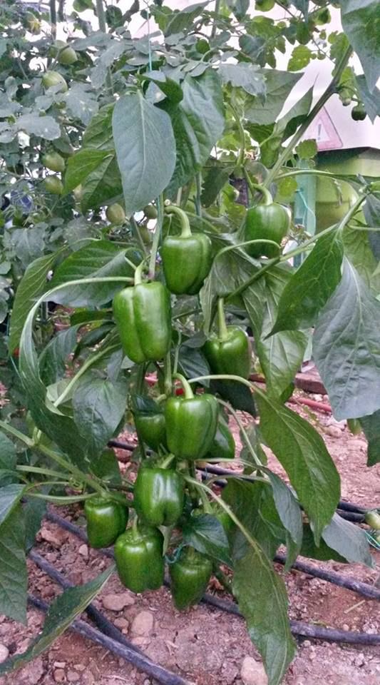 فروش فلفل دلمه ای