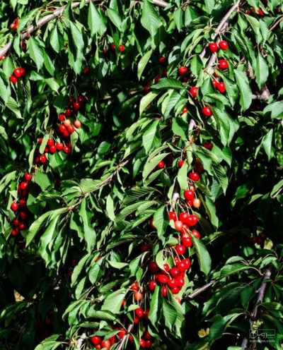 فروش گیلاس