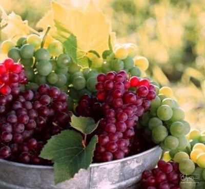 فروش انگور