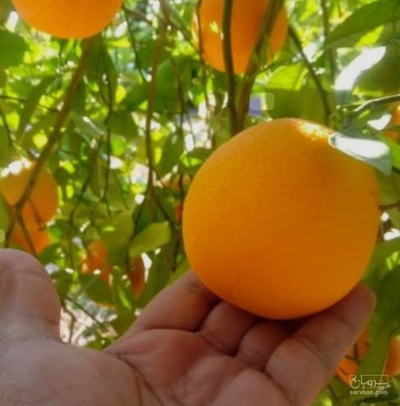 فروش پرتقال واشنگتن