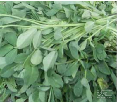 فروش شنبلیله