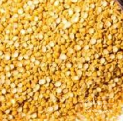 فروش نخود کفتری - لپه