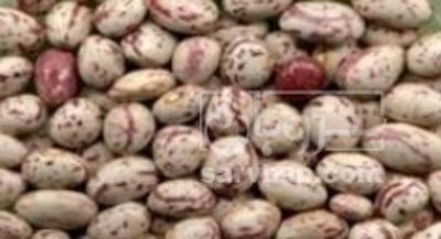 فروش لوبیا چیتی