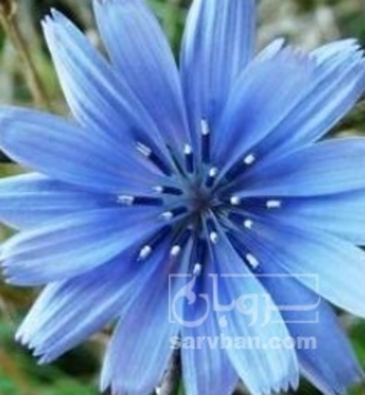 فروش عرق کاسنی