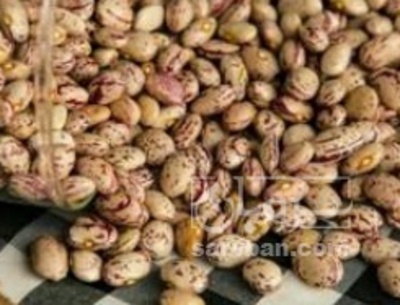 فروش لوبیا چیتی