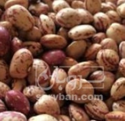 فروش لوبیا چیتی