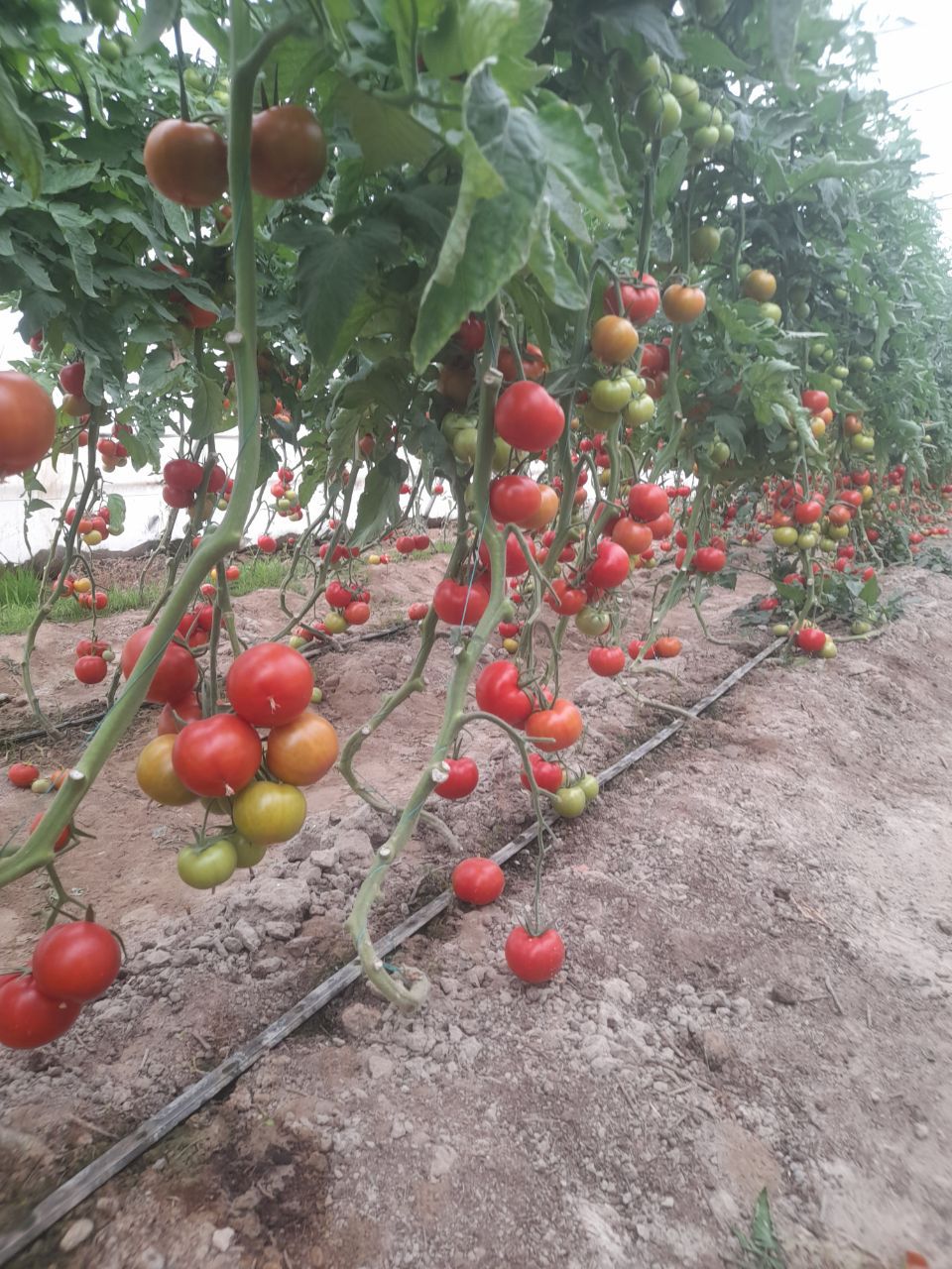 فروش گوجه فرنگی