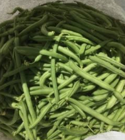 فروش لوبیا سبز