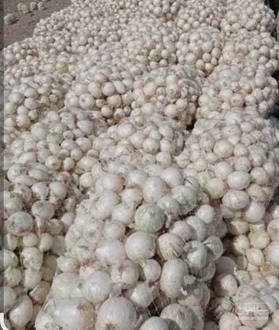 فروش پیازسفید
