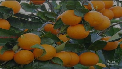 فروش پرتقال محلی