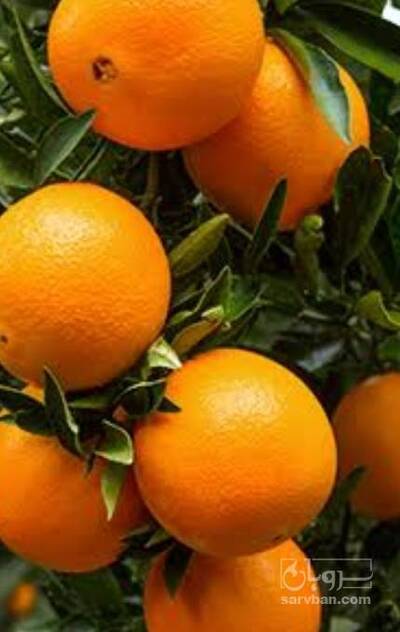 فروش پرتقال واشنگتن