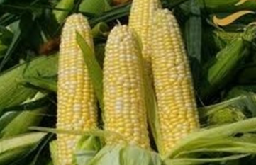 فروش ذرت