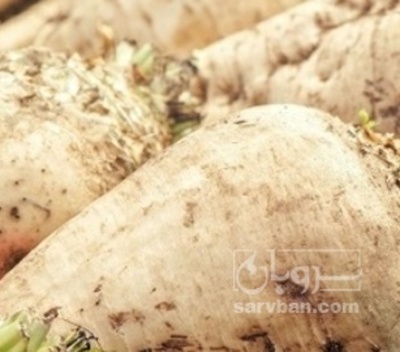 فروش چغندر قند