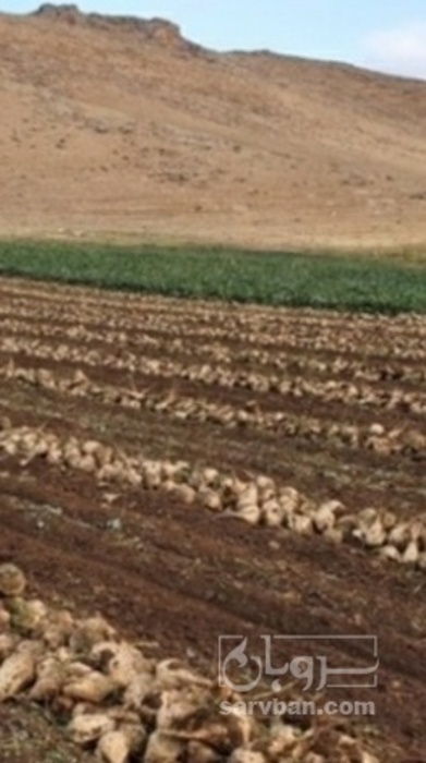 فروش چغندر قند