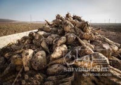 فروش چغندر قند