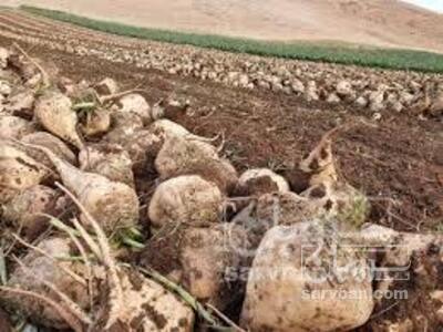 فروش چغندر قند