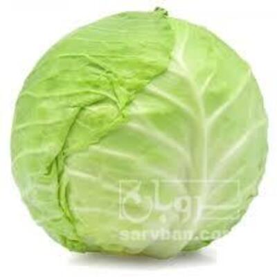 فروش کلم برگی