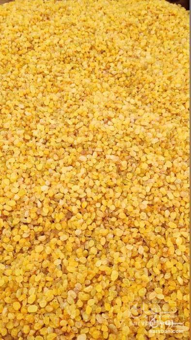 فروش کشمش طلایی