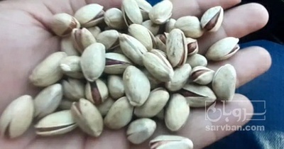 فروش پسته کله قوچی