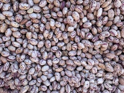 فروش لوبیا چیتی