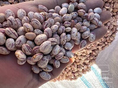 فروش لوبیا چیتی