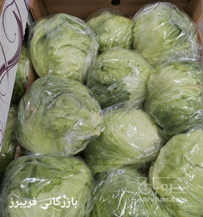 فروش کاهو ایسبرگ - آیسبرگ