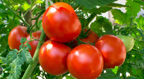 فروش گوجه فرنگی