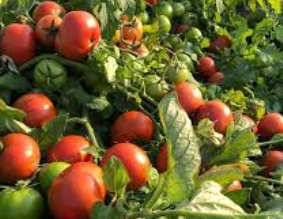 فروش گوجه فرنگی