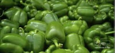 فروش فلفل دلمه ای