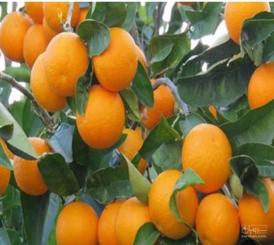 فروش پرتقال واشنگتن