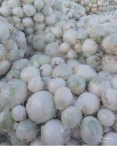 فروش پیازسفید